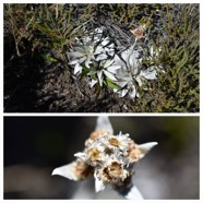 Helichrysum_arnicoides-Petit_velours-ASRERACEAE-Endemique_Reunion-20240410_180316.jpg