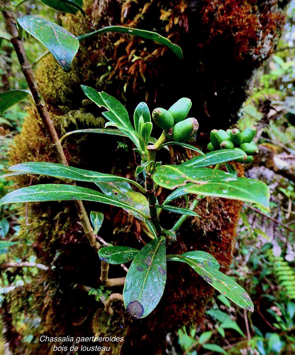 Chassalia gaertneroides. bois de lousteau.bois de merle.( avec fruits ) rubiaceae.endémique Réunion..jpeg