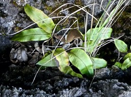 Elaphoglossum sp (hybridum var vulcani  ??? ) P1740838