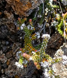 Erica galioides .thym marron. ericaceae .endémique Réunion .P1740798