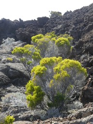 Erica reunionensis. branle vert. ericaceae . endémique Réunion .P1740832