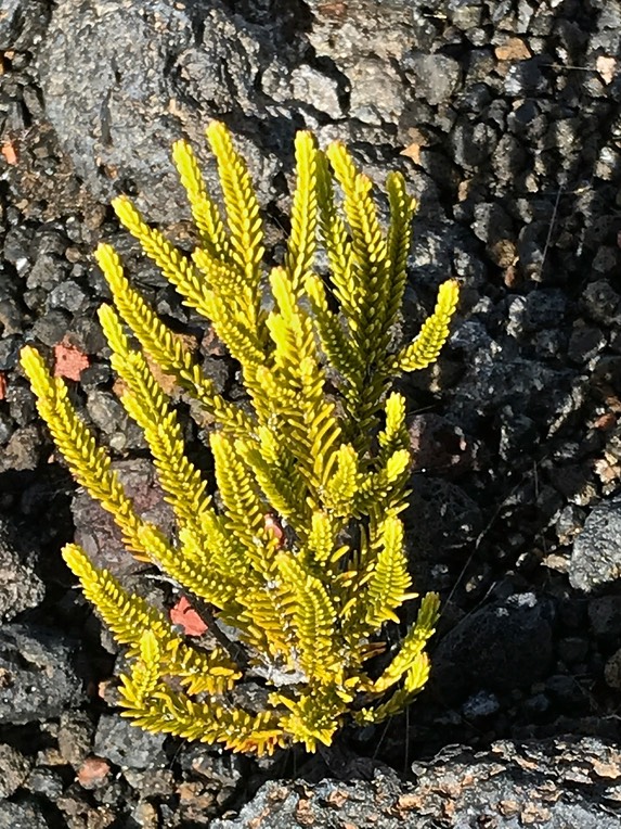 Erica reunionensis .branle vert . ericaceae. endémique Réunion IMG_5946