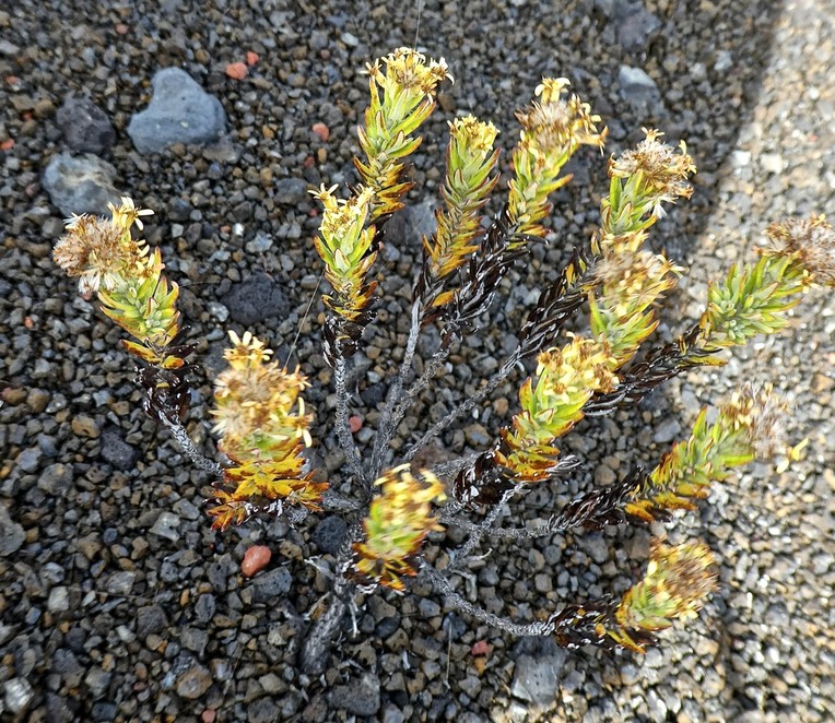 Hubertia tomentosa var conyzoides .petit ambaville . endémique Réunion .P1740728