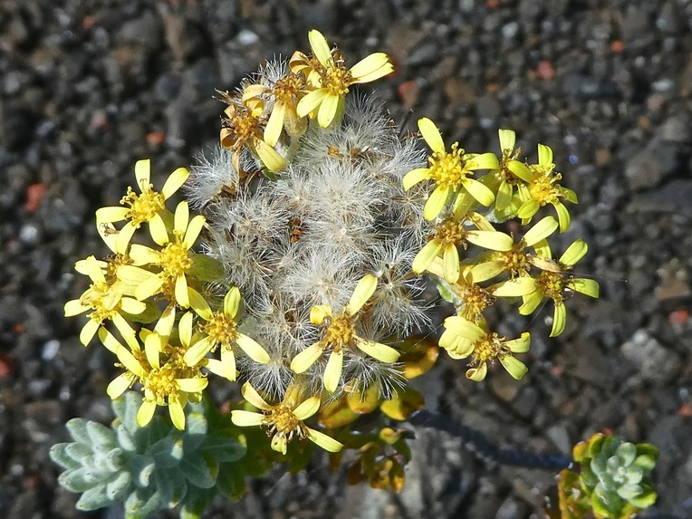 Hubertia tomentosa var conyzoides .petit ambaville .asteraceae.endémique Réunion .P1740952