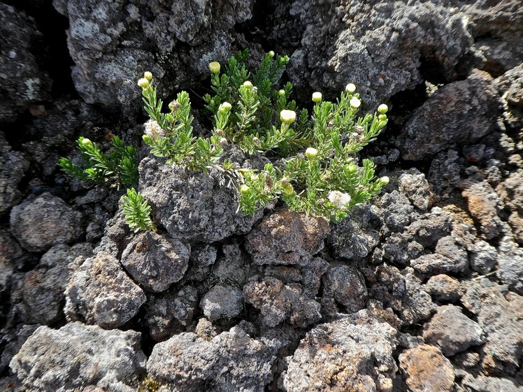 Psiadia callocephala .asteraceae.endémique Réunion .P1740791