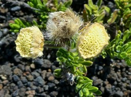 Psiadia calocephala .asteraceae .endémique Réunion P1740888