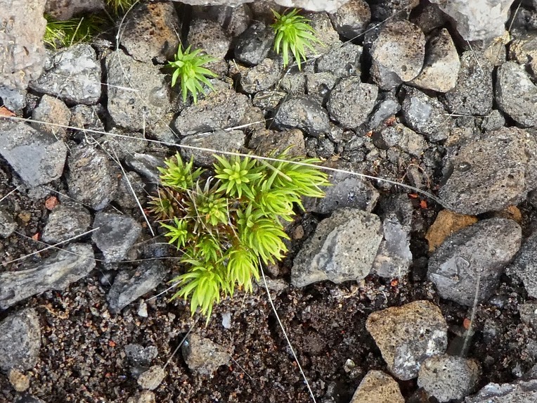 Stoebe passerinoides .branle blanc .trés jeune plant . ( hétérophylie. )asteraceae .endémique Réunion .P1740745