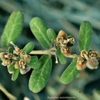 Euphorbia reconciliationis Radcl.-Sm. ( avec fruits ) euphorbiaceae.endémique Réunion..jpeg