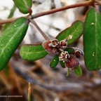 Euphorbia reconciliationis Radcl.-Sm.euphorbiaceae.endémique Réunion. (1).jpeg