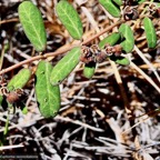 Euphorbia reconciliationis Radcl.-Sm.euphorbiaceae.endémique Réunion. (2).jpeg