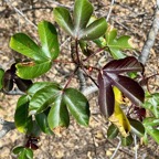 Jatropha gossypiifolia.médicinier rouge.euphorbiaceae.sténonaturalisé.espèce envahissante. (1).jpeg