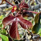 Jatropha gossypiifolia.médicinier rouge.euphorbiaceae.sténonaturalisé.espèce envahissante..jpeg