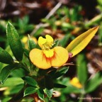 Stylosanthes fruticosa.fabaceae.indigène ? (1).jpeg