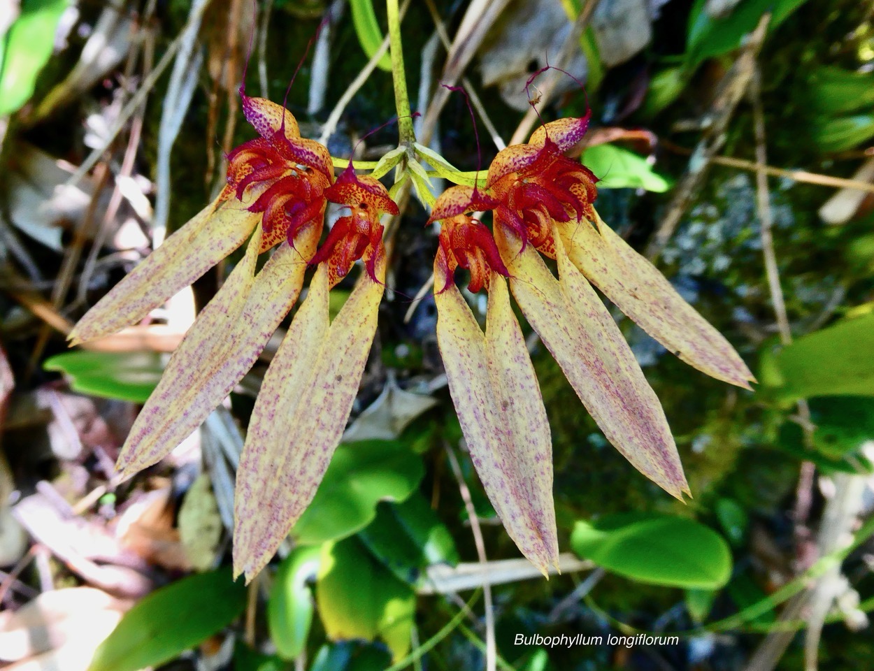 Bulbophyllum longiflorum.orchidaceae.indigène Réunion. (1).jpeg