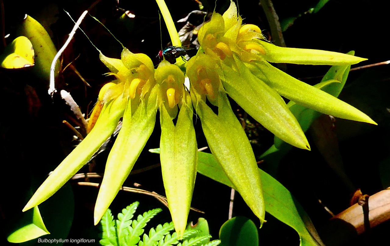 Bulbophyllum longiflorum.orchidaceae.indigène Réunion. (2).jpeg