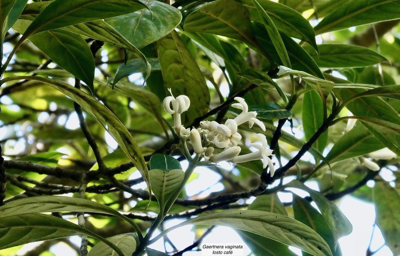 Gaertnera vaginata. losto café  rubiaceae.endémique  Réunion.jpeg