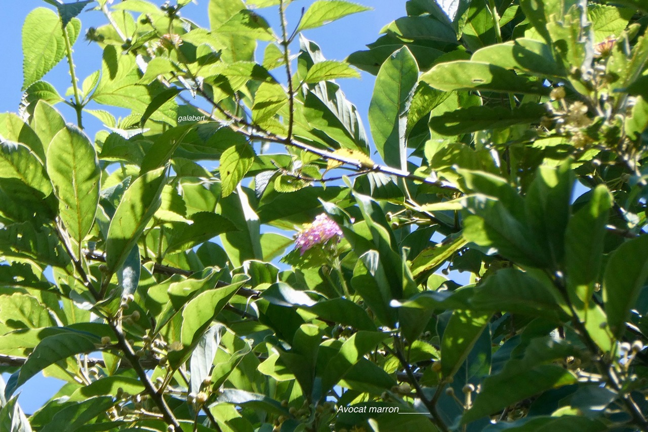 Lantana camara . galabert.corbeille d’or.verbenaceae. au sommet d'un Litsea glutinosa.avocat marron.lauraceae.amphinaturalisé..jpeg