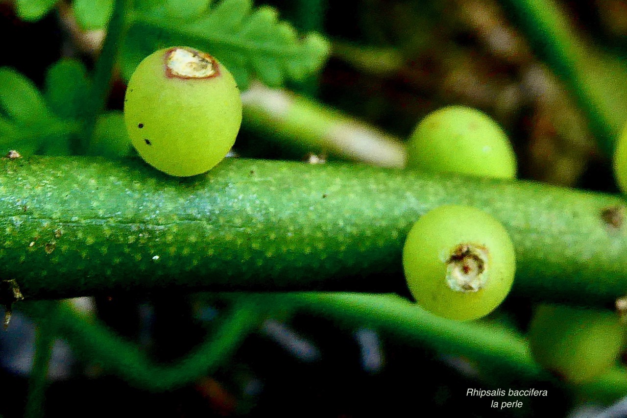 Rhipsalis baccifera. la perle.cactaceae.indigène Réunion. (1).jpeg