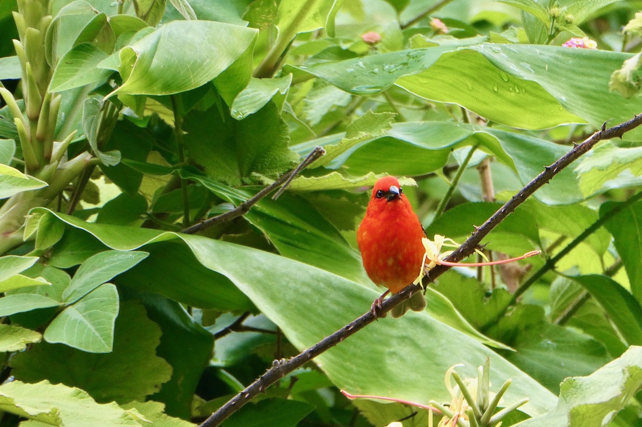 Foudia madagascariensis.foudi rouge.cardinal.ploceidae..jpeg