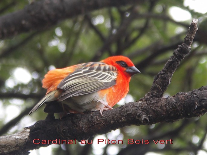 Cardinal - Foudia madagascariensis-Puys ramond