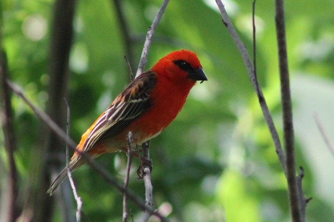 Cardinal-1Bras de la Plaine