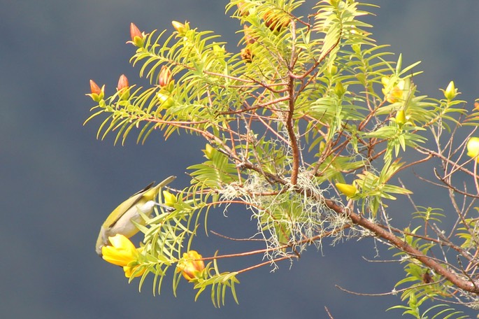 Fleur jaune et oiseau vert-Sentier du Gol