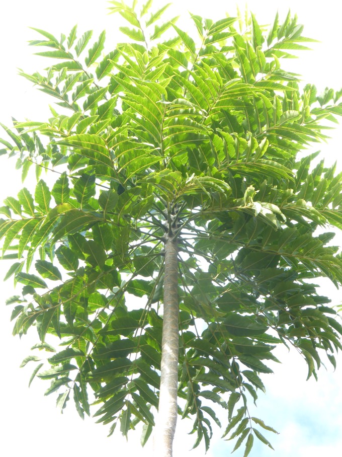 Bois de papaye Maniron